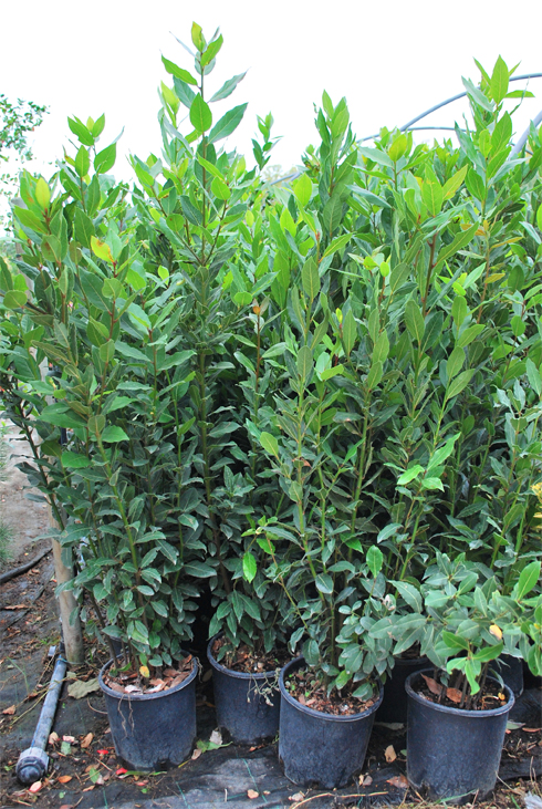 Piante ornamentali : Alloro (Laurus nobilis) 2,5/3 anni